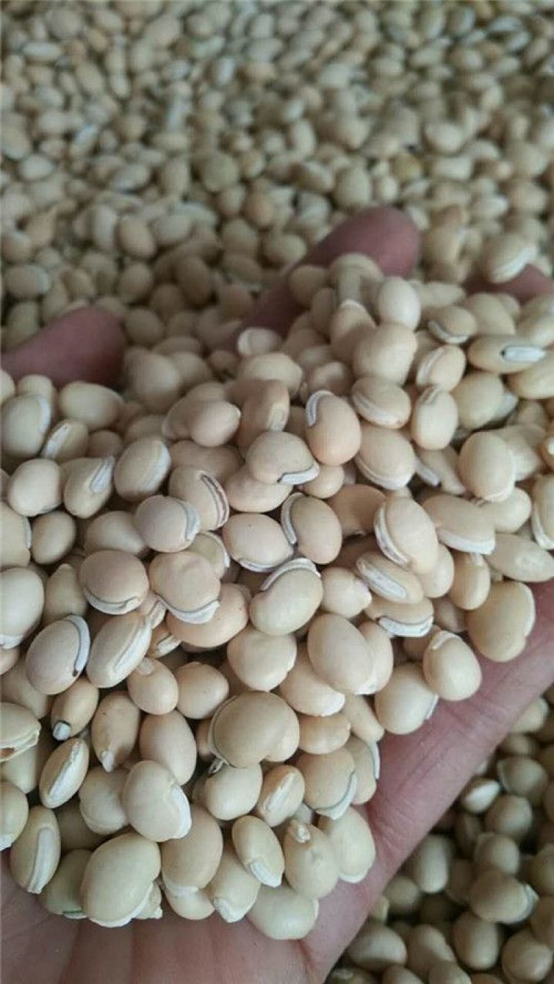 白扁豆中药材