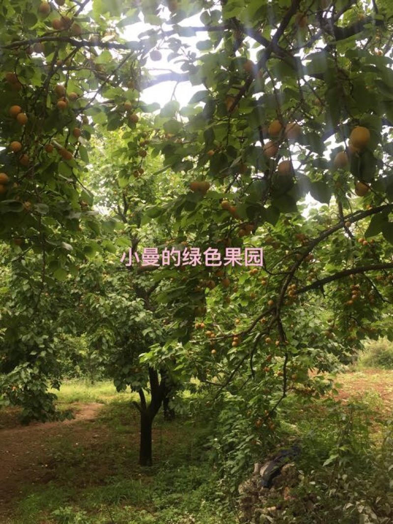 八斗杏45mm以上