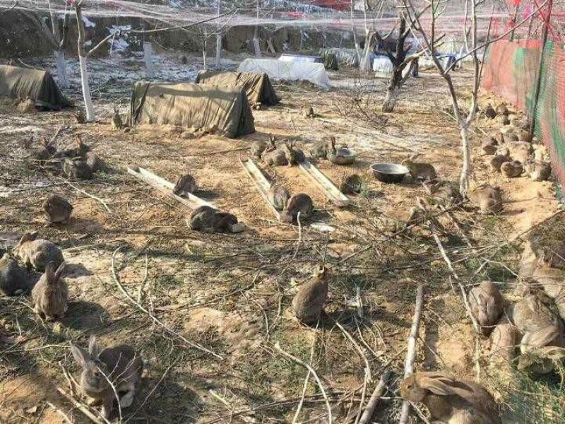 比利时兔养殖基地常年供应优质种兔以及商品兔
