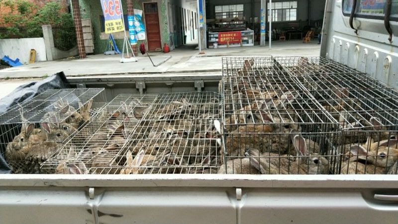 比利时兔养殖基地常年供应优质种兔以及商品兔