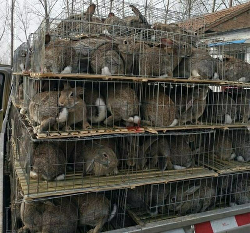 比利时兔养殖基地常年供应优质种兔以及商品兔