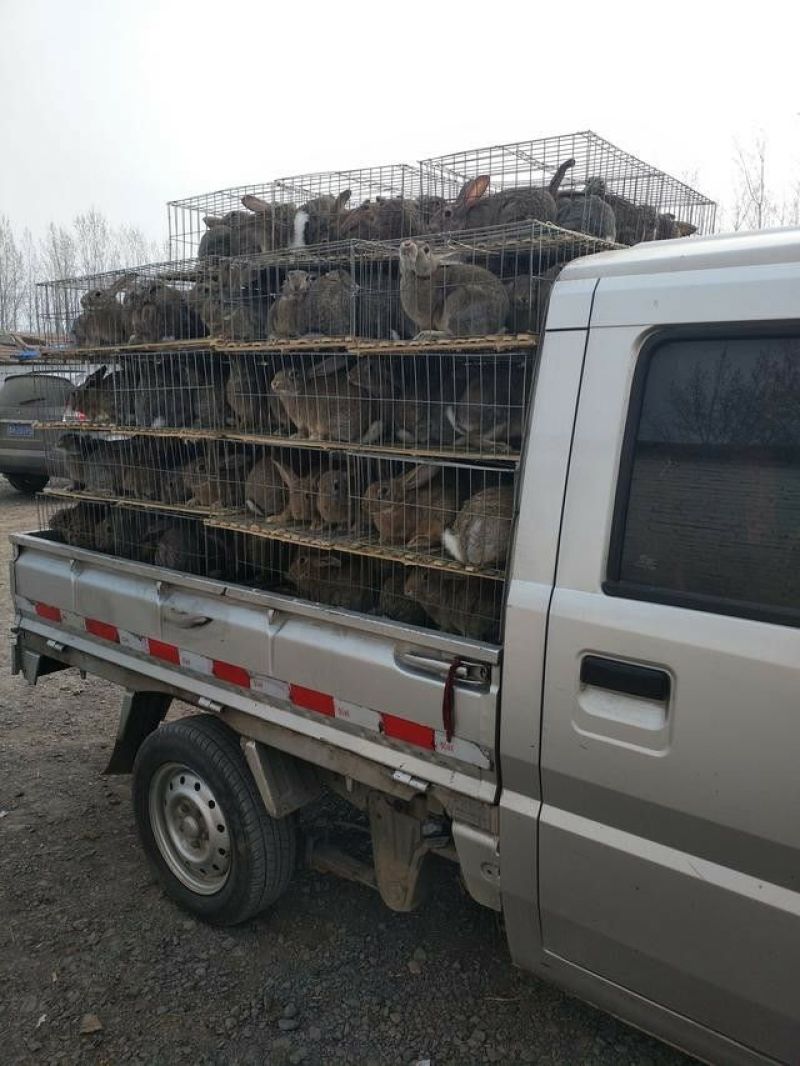 比利时兔养殖基地常年供应优质种兔以及商品兔