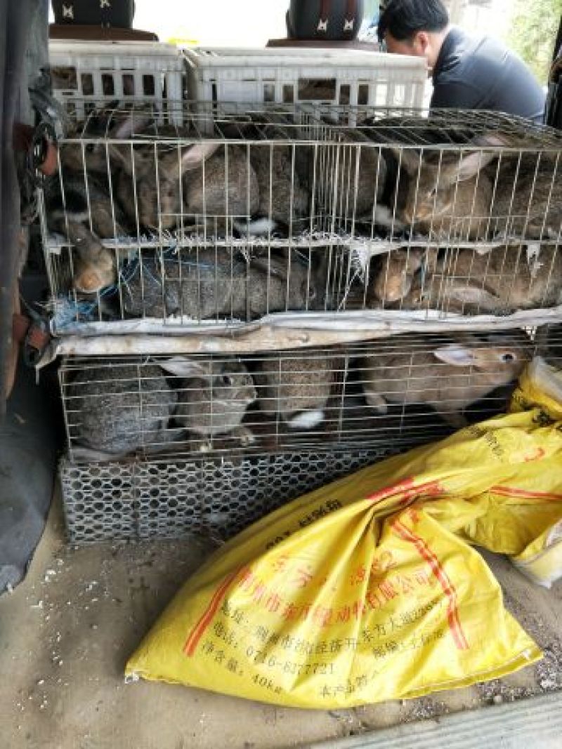 比利时兔养殖基地常年供应优质种兔以及商品兔