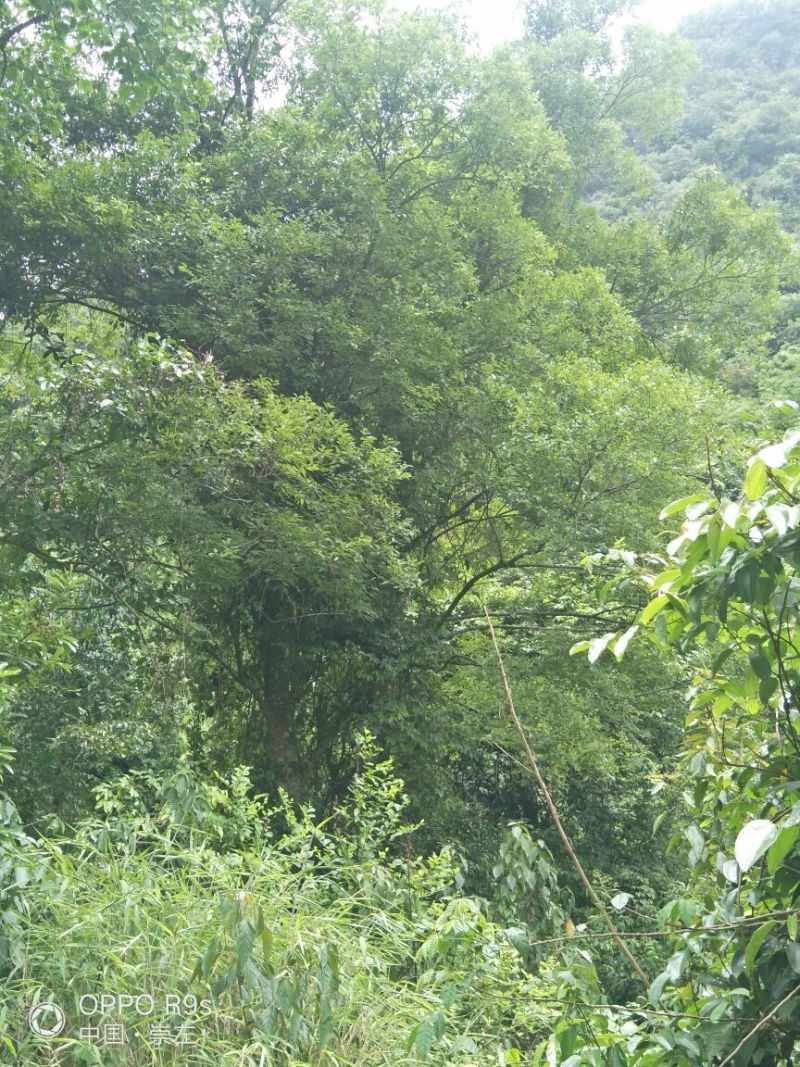 朴树三十公分以上有老板看上请联系