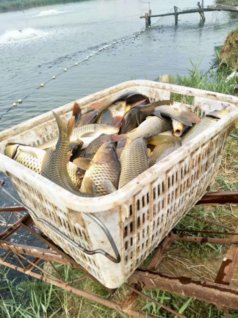 陕西渭南合阳黄河滩，池塘鲤鱼