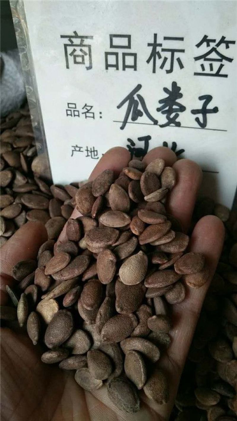 瓜蒌籽选货