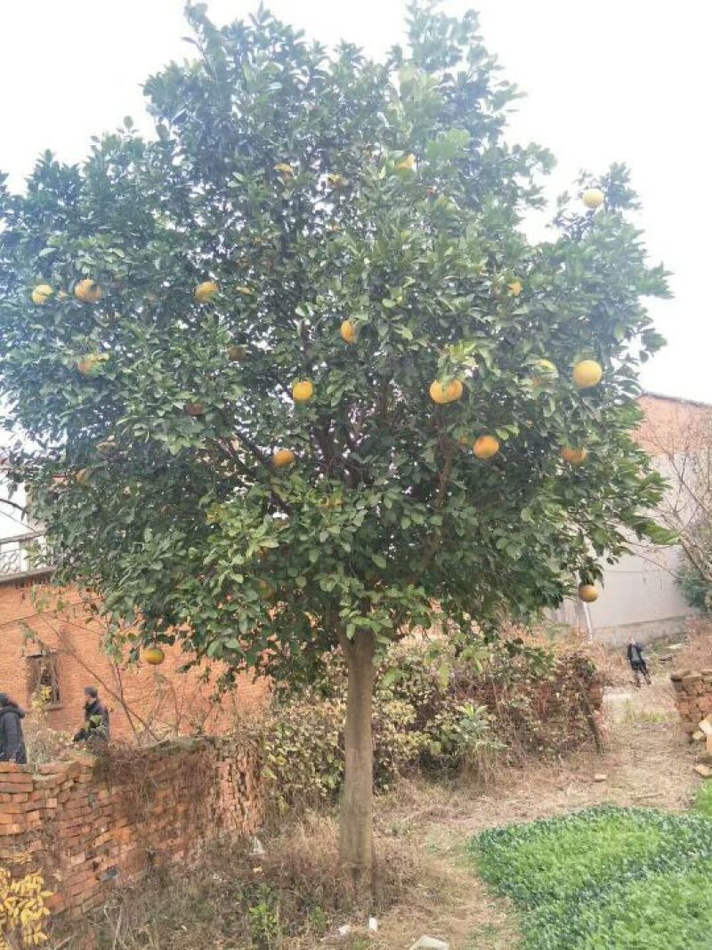 香泡