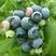山东蓝莓，果大，甜度好，日胜蓝莓.蓝丰蓝莓