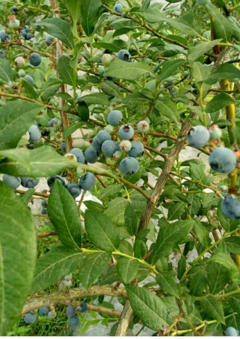 山东蓝莓，果大，甜度好，日胜蓝莓.蓝丰蓝莓