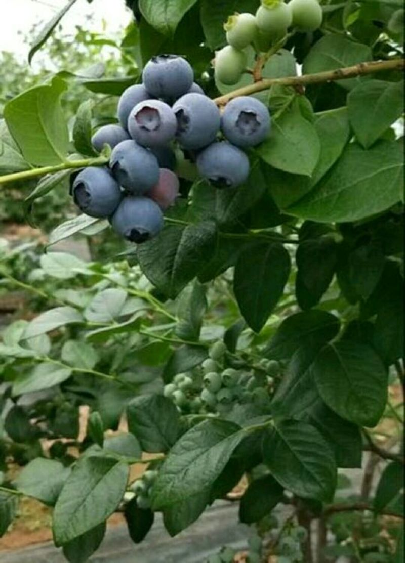 山东蓝莓，果大，甜度好，日胜.蓝丰L25.H系列蓝莓