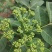 吴茱萸中花江西吴茱萸高含量吴茱萸可出口品质好价格好