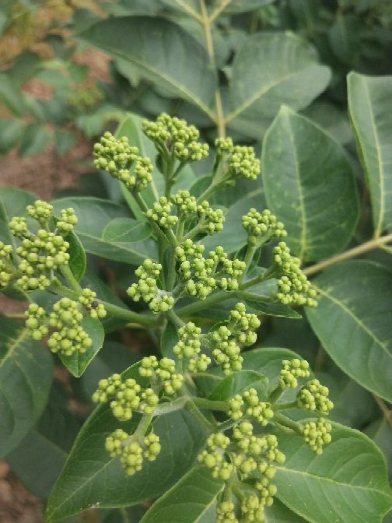 吴茱萸中花江西吴茱萸高含量吴茱萸可出口品质好价格好