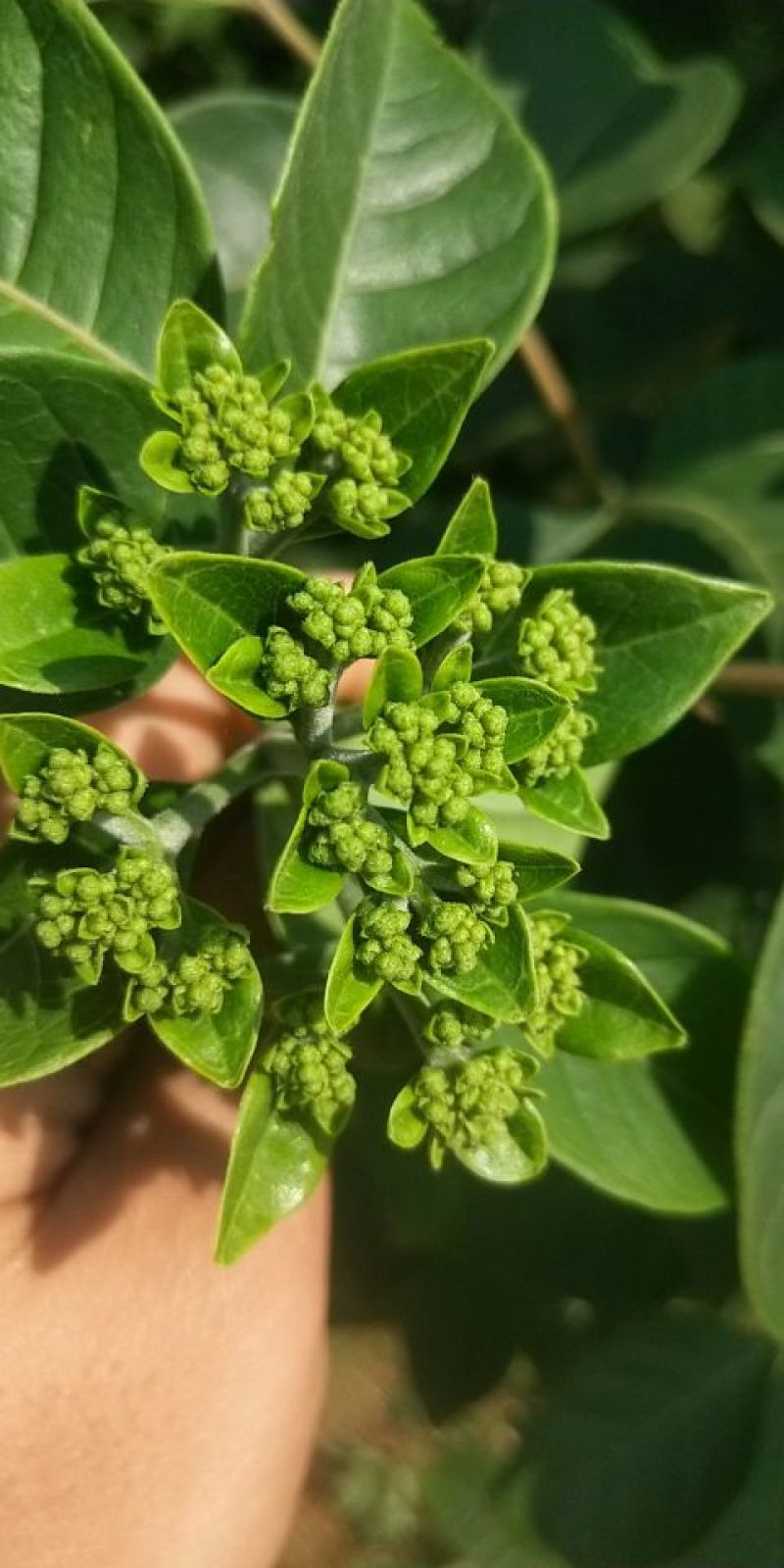 吴茱萸中花江西吴茱萸高含量吴茱萸可出口品质好价格好