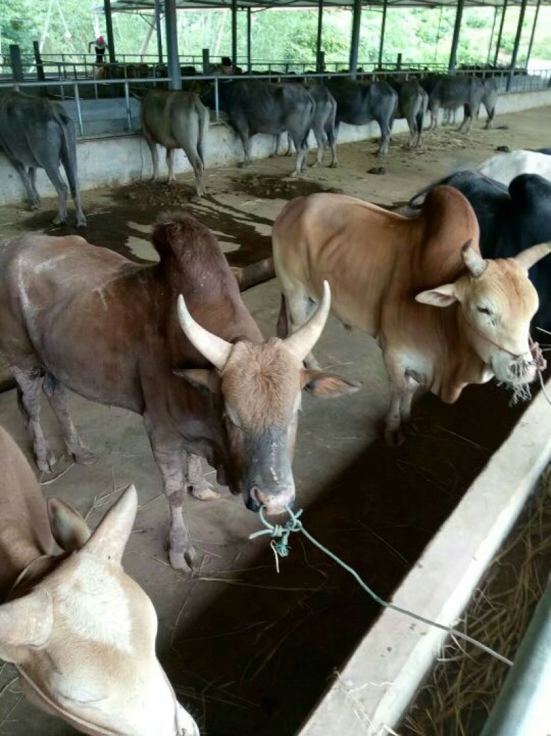 黄牛水牛象牛老挝泰国牛