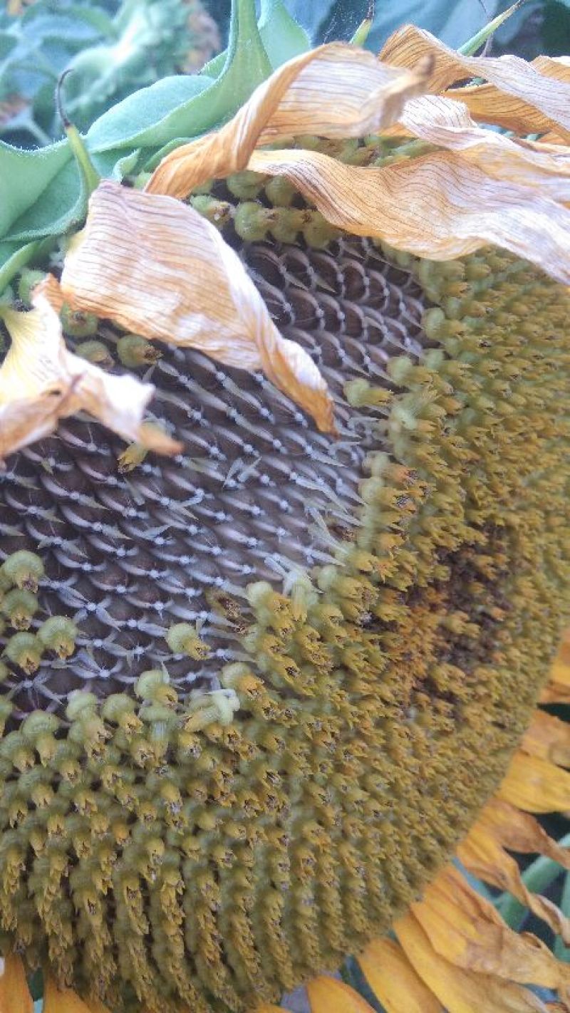 河南开封【向日葵】产地直供一手货源颗粒饱满代发全国