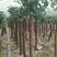 树状月季1～9公分粗树形好专业种植基地