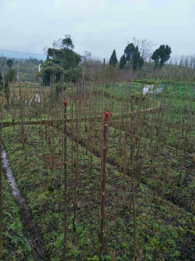 红油香椿树81~110cm