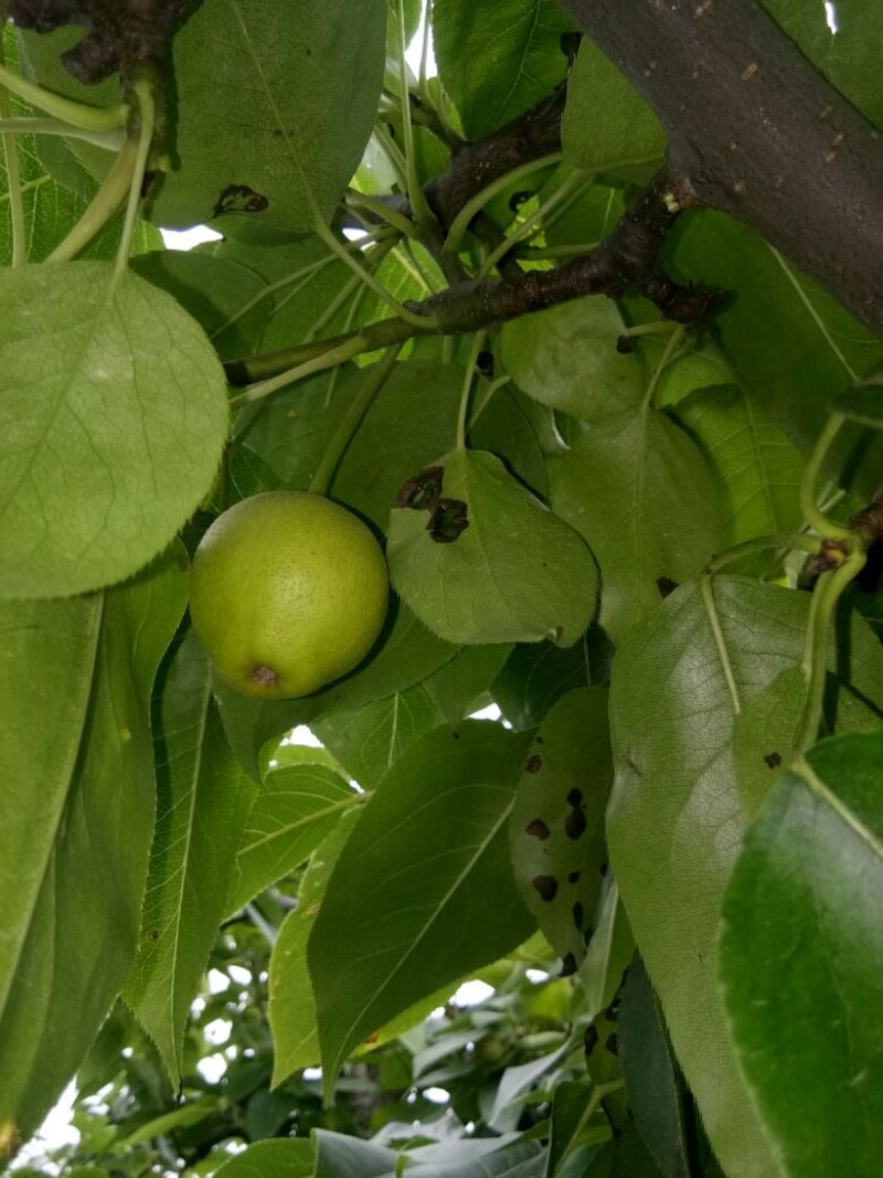 黄冠梨，脆冠梨个大，水分大脆甜，已和广東