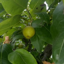黄冠梨，脆冠梨个大，水分大脆甜，已和广東