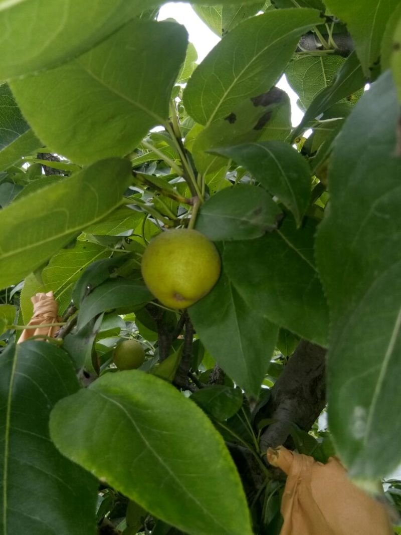 黄冠梨，脆冠梨个大，水分大脆甜，已和广東