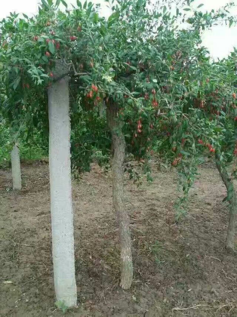 枸杞树绿化树占地树苗木河北枸杞树批发基地直供价格低