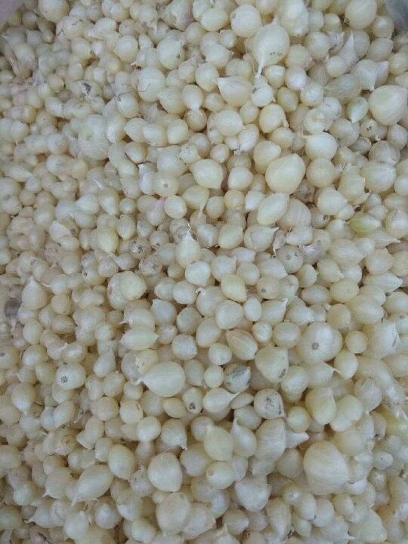 小根蒜（薤白，藠头）