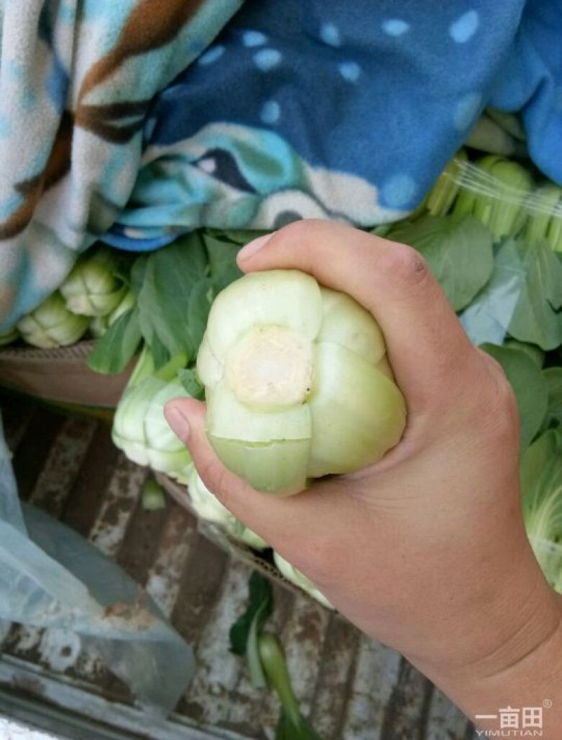 河北小油菜量大产地发货品质保证接商超市场电商