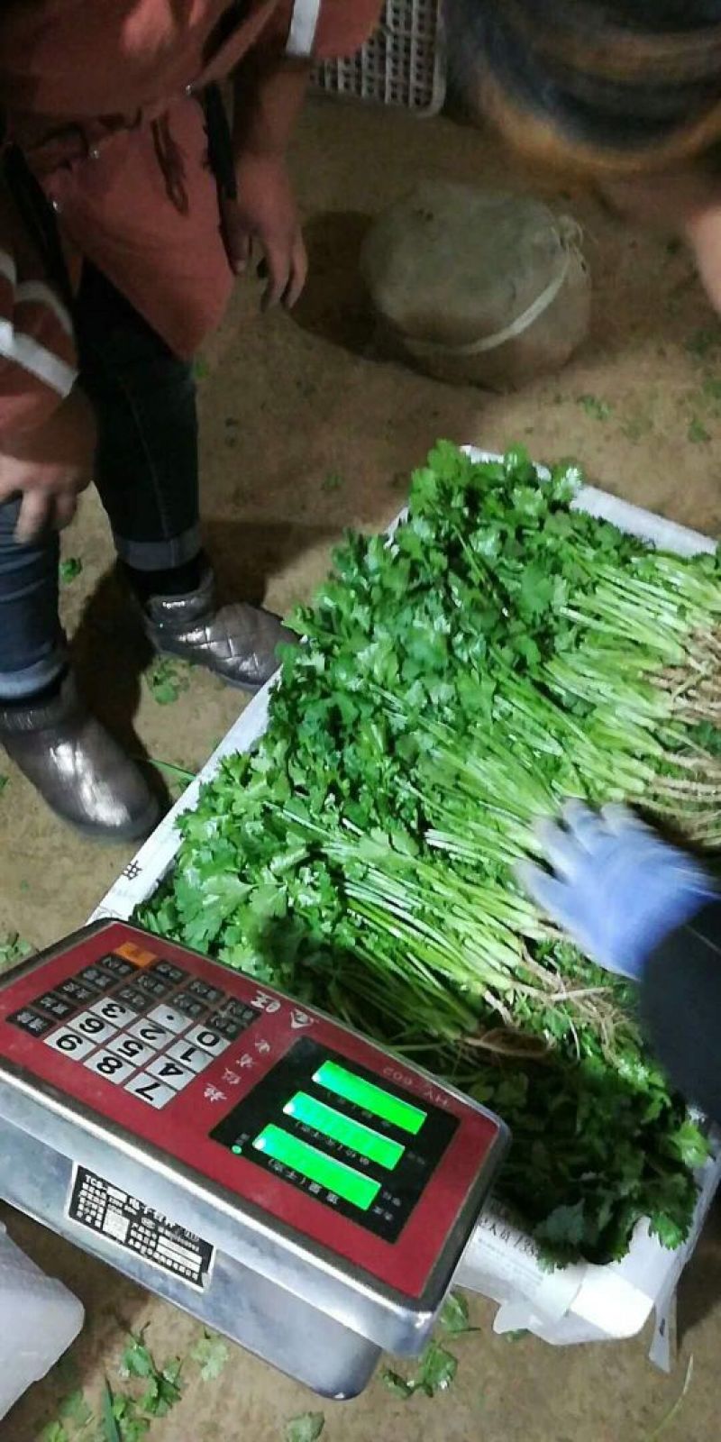 河北大叶香菜产地发货品质保证诚信经营欢迎联系
