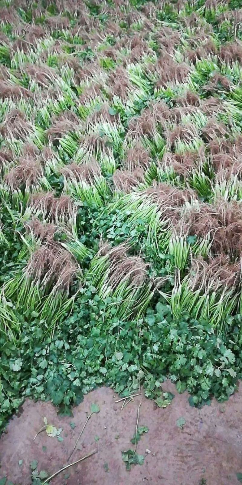 河北大叶香菜产地发货品质保证诚信经营欢迎联系