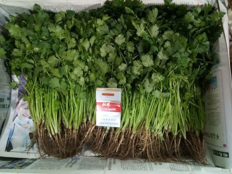 河北大叶香菜产地发货品质保证诚信经营欢迎联系