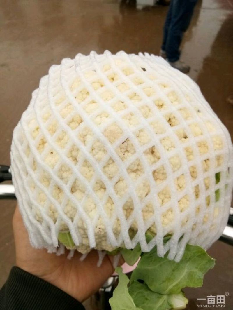 精品散花精品菜花加工厂商超量大质优产地直发