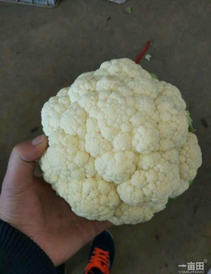 精品散花精品菜花加工厂商超量大质优产地直发