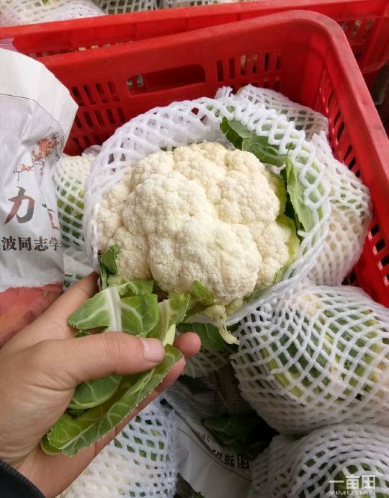 精品散花精品菜花加工厂商超量大质优产地直发