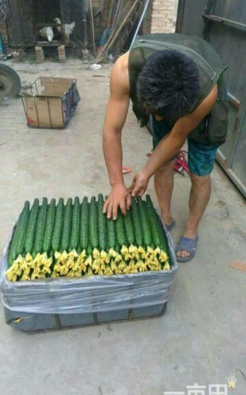 精品黄瓜产地直发包装齐全商超供应品质量大质优