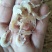 虾皮