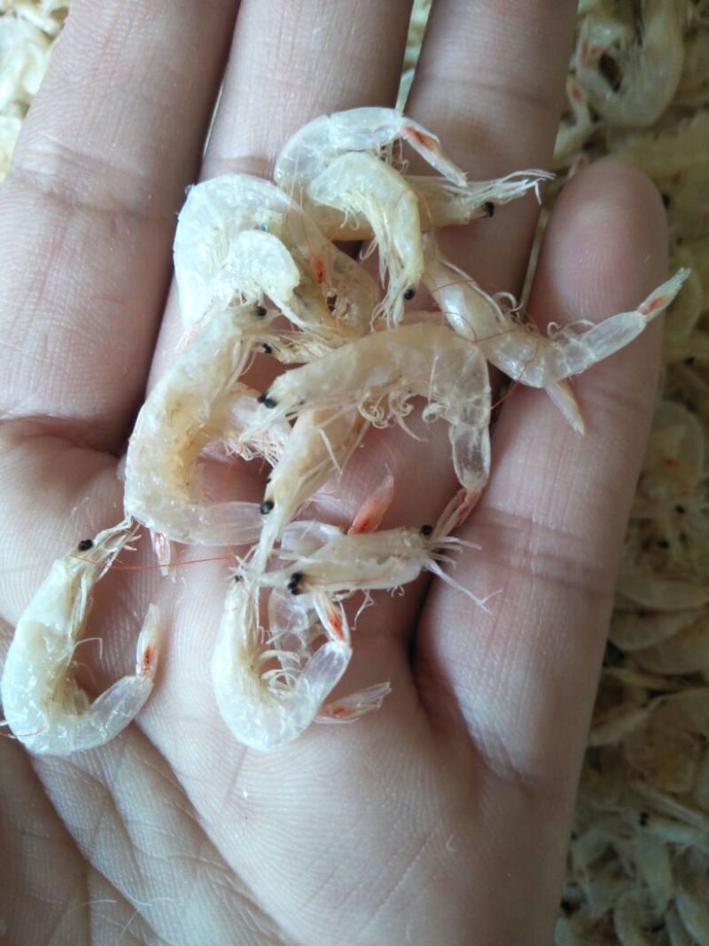 虾皮