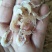 虾皮