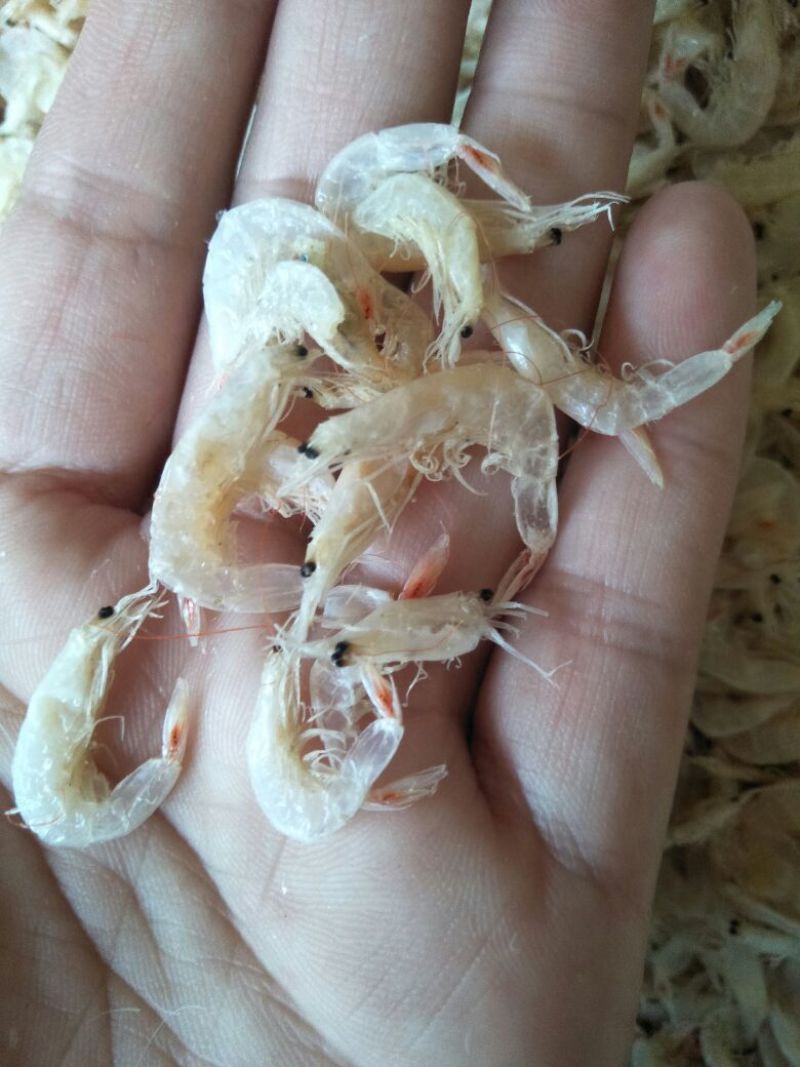 虾皮
