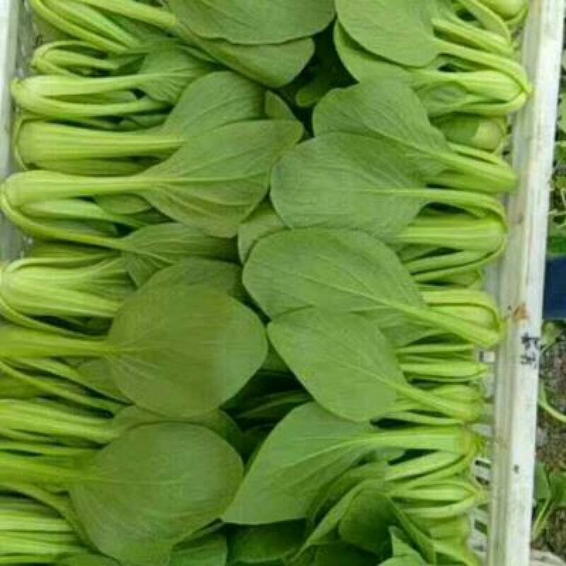 山东精品油菜蔬菜内有大型冷库本公司发票物流配送一条龙服务