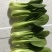 山东精品油菜蔬菜内有大型冷库本公司发票物流配送一条龙服务