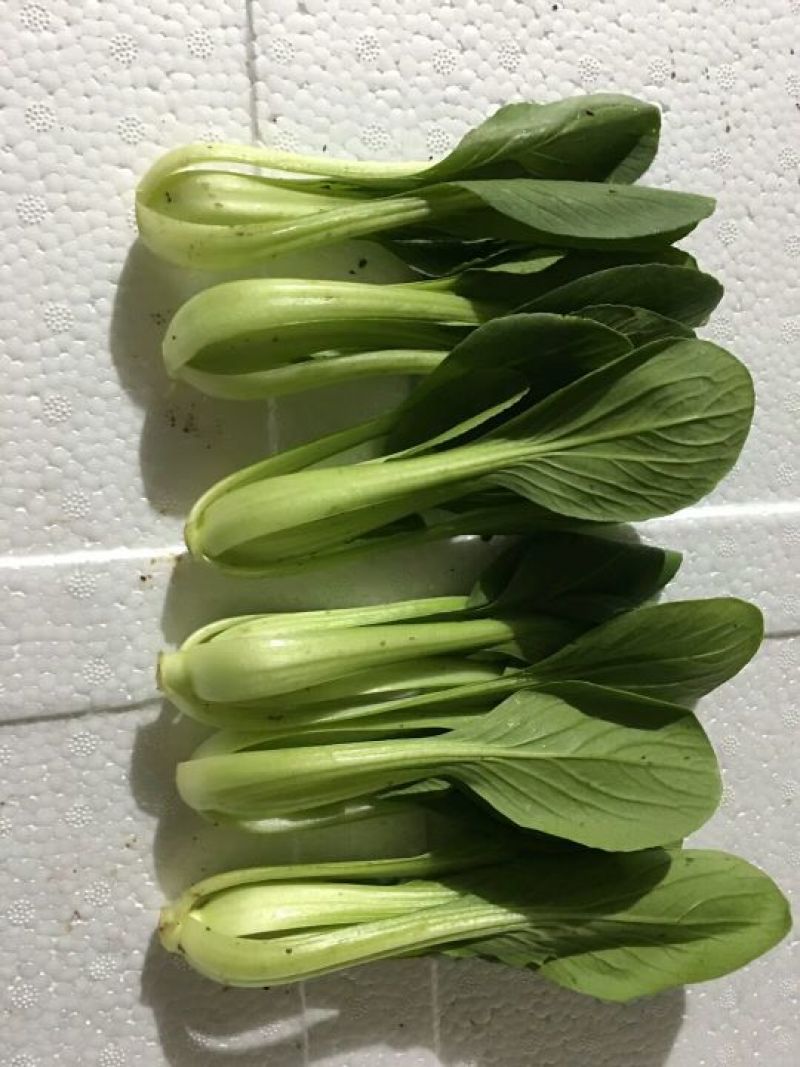 山东精品油菜蔬菜内有大型冷库本公司发票物流配送一条龙服务