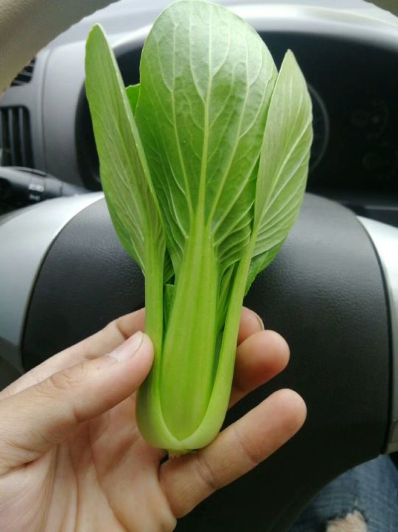 山东精品油菜蔬菜内有大型冷库本公司发票物流配送一条龙服务