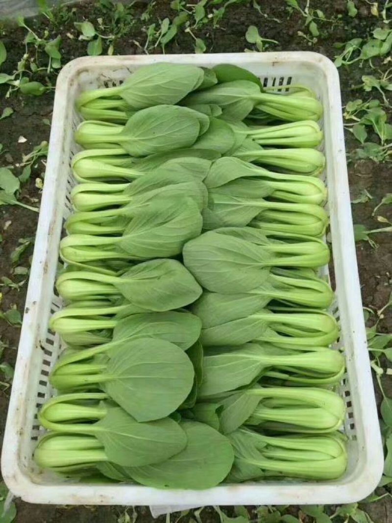 山东精品油菜蔬菜内有大型冷库本公司发票物流配送一条龙服务