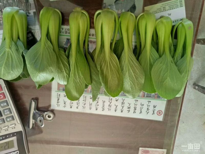 山东精品油菜蔬菜内有大型冷库本公司发票物流配送一条龙服务