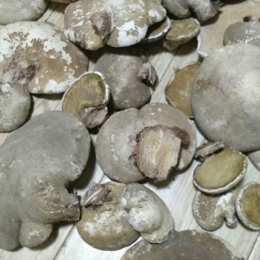 纯野生白灵芝