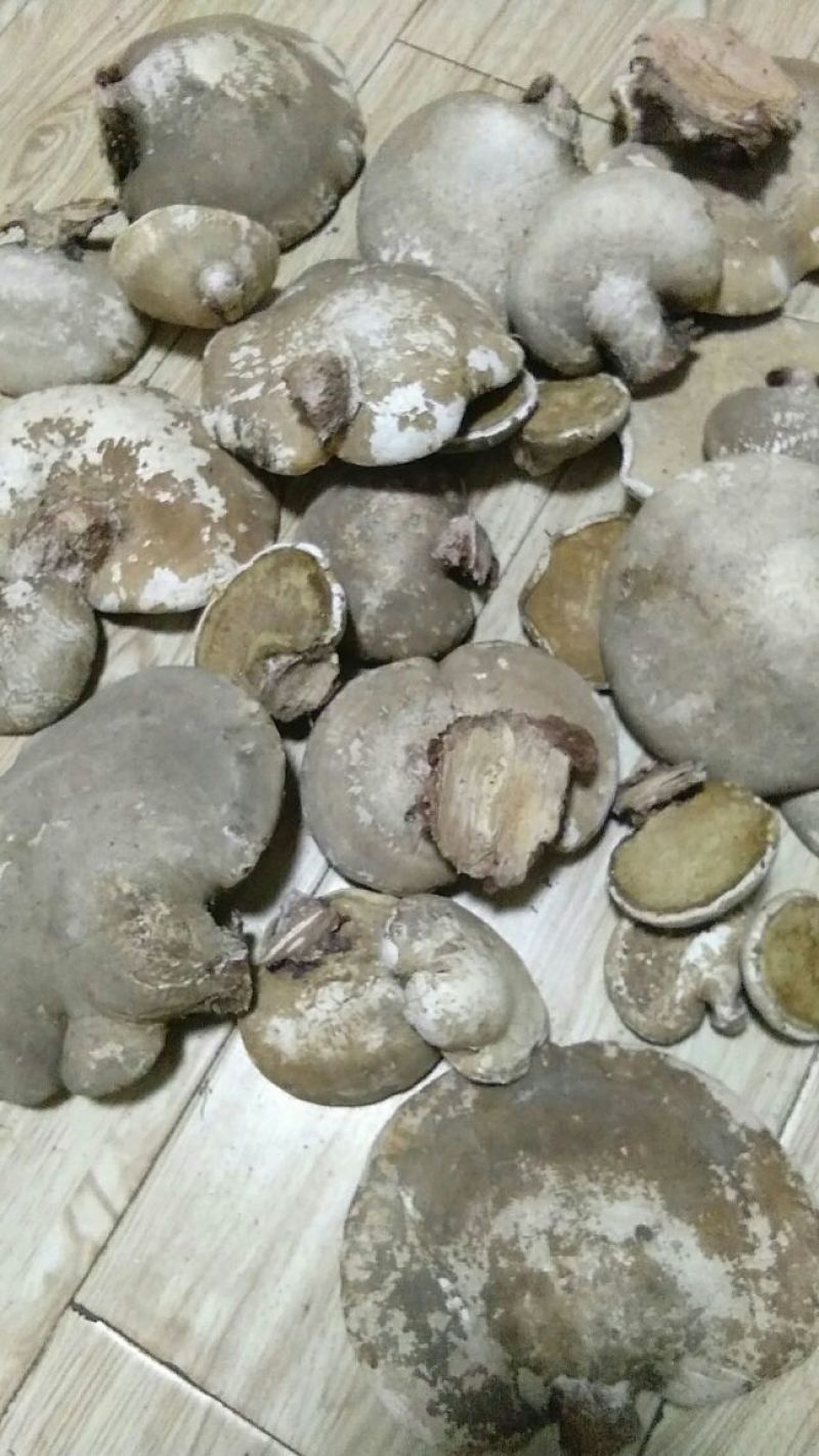 纯野生白灵芝