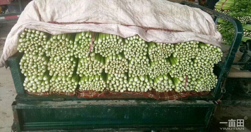 芹菜暖棚杆亮60cm以上量大质优产地直发