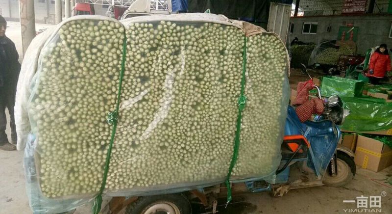 芹菜暖棚杆亮60cm以上量大质优产地直发