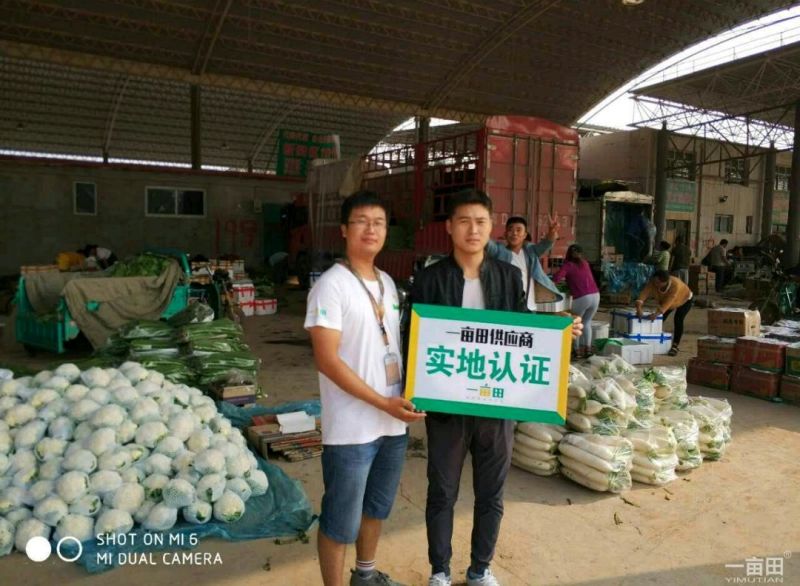 西红柿量大质优！产地直发精品弧三以上！