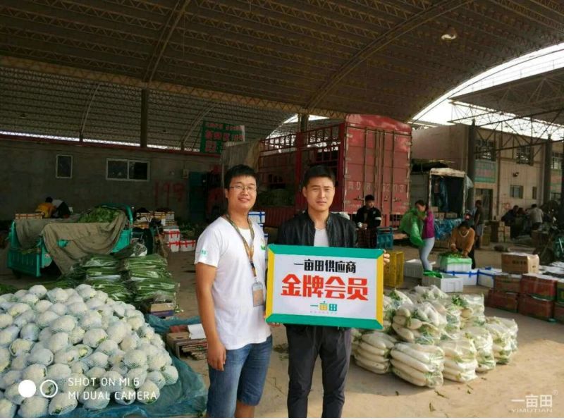 小白菜20~30cm产地直发量大质优商超供应品质